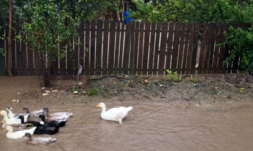 Codul roșu a provocat DEZASTRU în comuna Ciobanu! Inundațiile au răpit păsările din gospodării! 1 foto video codul rosu a facut prapad in comuna ciobanu apa intrata in gospodariile oamenilor a luat pasarile de curte pe sus 68e68f7131e07