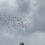 Zborul majestuos al pelicanilor: O călătorie din Dobrogea către soarele călduros al sudului 2 foto video spectacolul naturii pelicanii isi iau zborul din dobrogea spre tarile calde 68eb8b954c29e