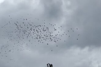 foto video spectacolul naturii pelicanii isi iau zborul din dobrogea spre tarile calde 68eb8b954c29e
