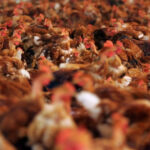 Gripa aviară devastează Germania: Peste 400.000 de păsări eliminate. „Este greu de anticipat evoluția acestei crize” 3 gripa aviara face ravagii in germania peste 400 000 de animale au fost sacrificate e imposibil de prezis cum va evolua situatia 68fe44503e3da