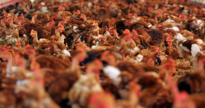 Gripa aviară devastează Germania: Peste 400.000 de păsări eliminate. „Este greu de anticipat evoluția acestei crize” 1 gripa aviara face ravagii in germania peste 400 000 de animale au fost sacrificate e imposibil de prezis cum va evolua situatia 68fe44503e3da