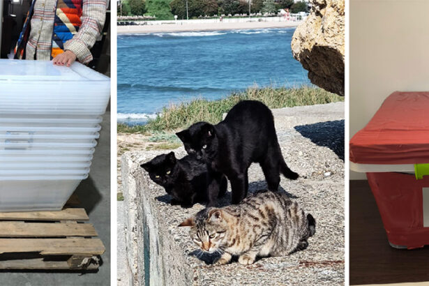 initiativa a iubitorilor de animale de la mangalia pisicutele de pe dig si de pe insula vor avea casute noi 68f4916f0de52