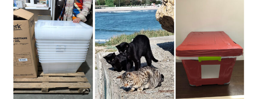 Iubitorii de animale din Mangalia își unesc forțele: Pisicuțele de pe dig și de pe Insulă vor beneficia de adăposturi noi! 1 initiativa a iubitorilor de animale de la mangalia pisicutele de pe dig si de pe insula vor avea casute noi 68f4916f0de52