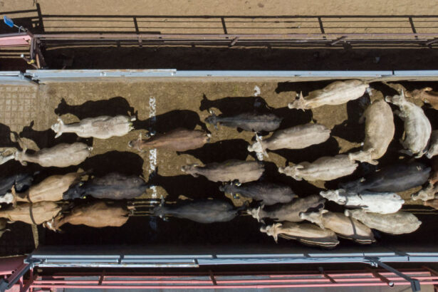 legea privind bunastarea animalelor in timpul transportului blocata de eurodeputati proiectul e sustinut de un politician roman 68eea74bd1ac7