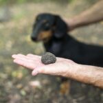Captura impresionantă: Cinci kilograme de trufe negre confiscate de autorități! 3 mai multe persoane au fost prinse cu 5 kilograme de trufe negre intreaga cantitate a fost confiscata 68e9eced6e825