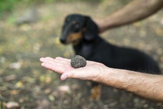 mai multe persoane au fost prinse cu 5 kilograme de trufe negre intreaga cantitate a fost confiscata 68e9eced6e825