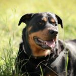 Mangalia: noi detalii în cazul femeii atacate de un Rottweiler într-un bloc de locuințe! Ce declarații fac procurorii 3 mangalia termen nou in dosarul femeii muscate de un rottweiller intr o scara de bloc ce spun procurorii 68fe079d0c7dd