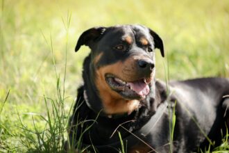 mangalia termen nou in dosarul femeii muscate de un rottweiller intr o scara de bloc ce spun procurorii 68fe079d0c7dd