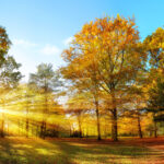 Prognoză optimistă: Noiembrie va aduce temperaturi mai ridicate și precipitații reduse în următoarele patru săptămâni! 3 meteorologii anunta vreme mai calda si ploi mai putine in noiembrie estimarile pentru urmatoarele patru saptamani 6900735c7d224