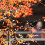 Profețiile meteorologice s-au actualizat: Ce ne așteaptă în prognoza de noiembrie? 3 meteorologii au revizuit estimarile pentru urmatoarele saptamani cum va fi vremea in noiembrie 6904728695a60