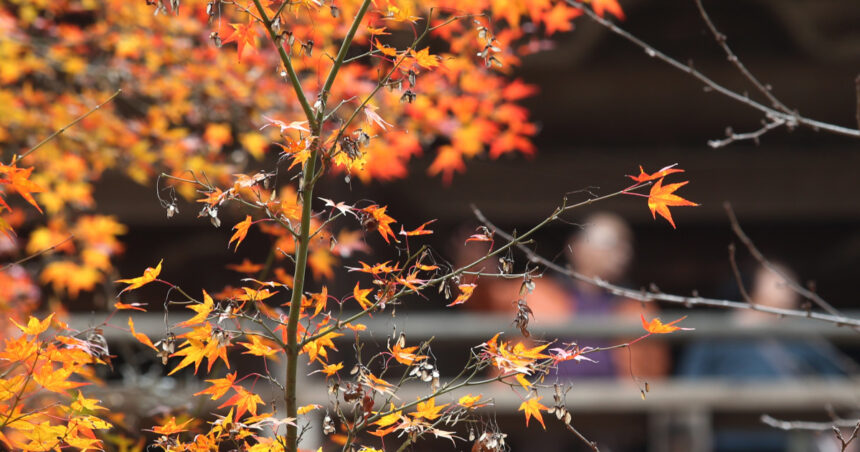 Profețiile meteorologice s-au actualizat: Ce ne așteaptă în prognoza de noiembrie? 1 meteorologii au revizuit estimarile pentru urmatoarele saptamani cum va fi vremea in noiembrie 6904728695a60