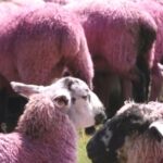 România se pregătește să certifică o inovație unică în lume: oaia cu blană roz! 2 romania pregateste omologarea unei premiere mondiale oaia cu lana roz 68f71f671384f