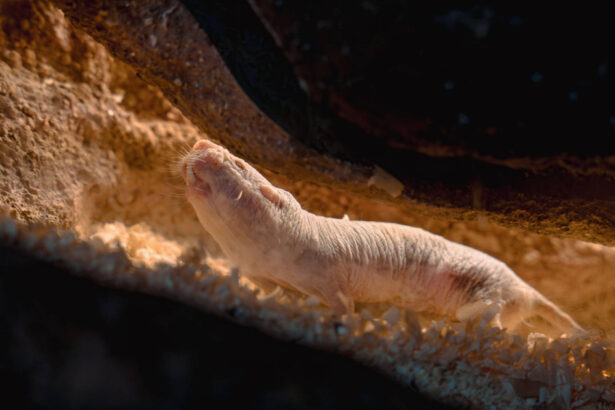 secretul longevitatii sobolanului cartita golas dezvaluit o proteina care repara adn ul si poate prelungi viata oamenilor 68e9d8d846e9d