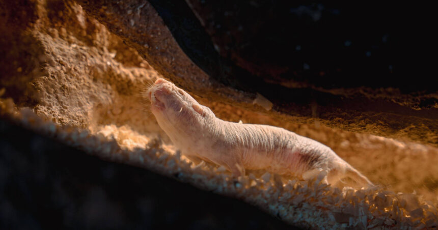 Revelația longevității șobolanului-cârtiță golaș: o proteină capabilă să repare ADN-ul și să extindă viața umană! 1 secretul longevitatii sobolanului cartita golas dezvaluit o proteina care repara adn ul si poate prelungi viata oamenilor 68e9d8d846e9d
