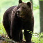 Descoperire șocantă în Neamț: un bătrân a fost găsit decedat pe un deal, cu semnele unei întâlniri fatale cu un urs. 3 un batran a fost gasit mort pe un deal in aproprierea casei in neamt el avea urme de atac de urs 68f1f668bca19