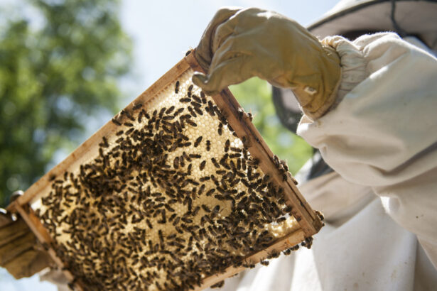 un erbicid din romania care ucide milioane de albine a alarmat ue ce sanctiuni risca bucurestiul 68e8ed18cab17