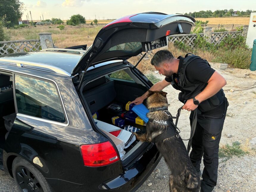 Un șofer din Corbu, surprins în stare de ebrietate la volan. Descoperirile șocante ale poliției în Ciobanu și Năvodari! 1 un sofer din corbu prins beat crita la volan iata ce probleme au mai gasit politistii in ciobanu si navodari 68e3a70194467