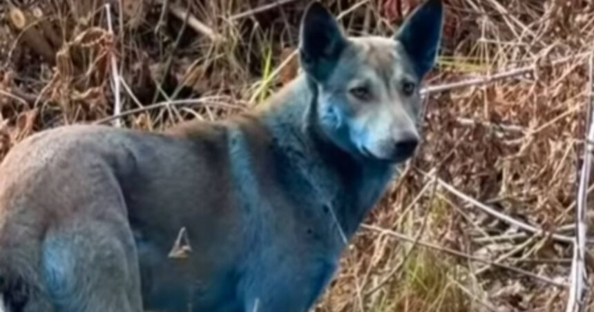 Fenomen surprinzător la Cernobîl: câini cu blană albastră după aproape patru decenii de la catastrofa nucleară. Teoria unui ONG intrigant! 1 video aparitie bizara la cernobil dupa aproape 40 de ani de la dezastrul nuclear caini cu blana albastra ipoteza unui ong 69010e3a55dbc
