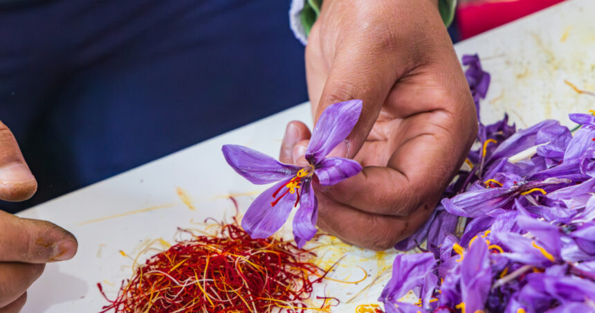 Descoperă bogăția rară: România produce cel mai prețios condiment, „aurul roșu”, obținut din 150 de flori pentru un gram! 1 video cel mai scump condiment din lume este cultivat si in romania un singur gram de aur rosu este obtinut din 150 de flori 68f8894123c95