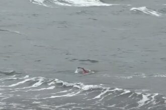 video cristian tranulea isi testeaza rezistenta in marea neagra in conditii extreme pentru competitii internationale 68e642664034d