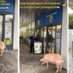 Neastâmpăratul porc: Aventura hazlie a unui porcusor care vrea să pătrundă în magazin, lăsând paznicul fără cuvinte! 2 video momente haioase un porc incearca sa intre intr un magazin spre disperarea paznicului 68ed27234ec0e