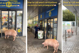 video momente haioase un porc incearca sa intre intr un magazin spre disperarea paznicului 68ed27234ec0e