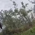 Ucraina: Forțele speciale în acțiune - distrugerea unui grup de sabotori în Iampil, Donețk 2 video momentul in care fortele speciale ucrainene distrug un grup inamic de sabotaj si recunoastere in iampil regiunea donetk 68e8e61d16d4f