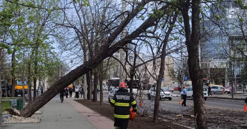 Furtuna de vânt lovește Bucureștiul: Pompierii ISU intervin de 36 de ori, 23 de vehicule afectate! 1 video pompierii de la isu bucuresti ilfov au avut 36 de interventii in urma vantului puternic 23 de masini au fost avariate 68df6c486b2a3