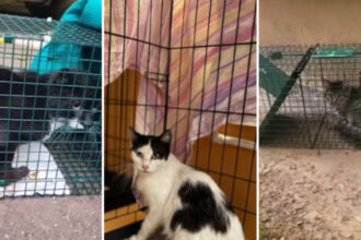 video povestile animalutelor salvate dupa explozia din rahova peste 30 de suflete au fost recuperate de voluntari printr o metoda inedita 6901a202ed7a1