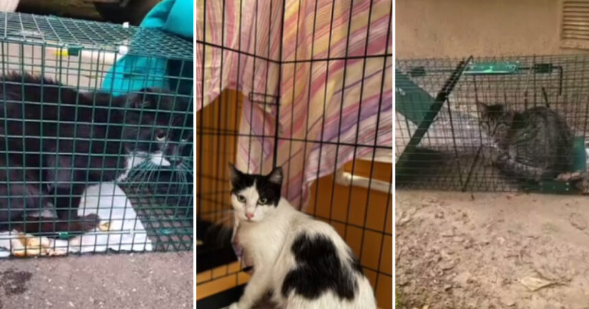 video povestile animalutelor salvate dupa explozia din rahova peste 30 de suflete au fost recuperate de voluntari printr o metoda inedita 6901a202ed7a1