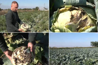 video pur si simplu este sparta disperare printre agricultori dupa ce ploile din ultimele zile le au distrus culturile de varza 68e9f80d3540d