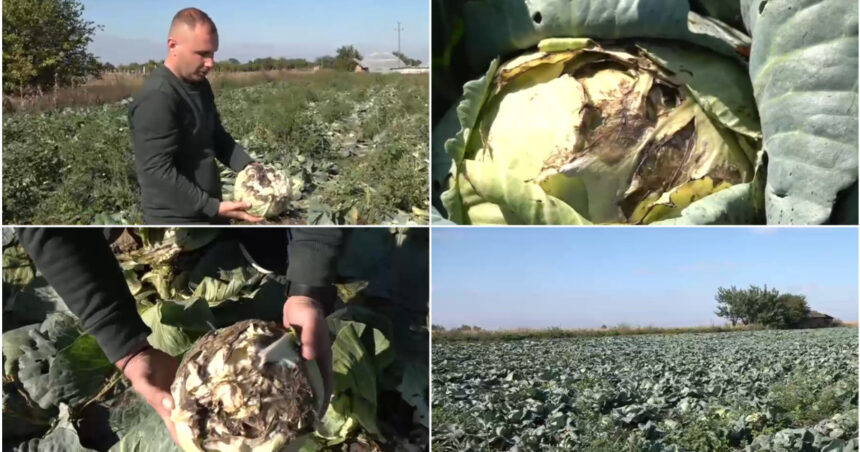 „Culturile de varză, devastate de ploile recente: disperarea agricultorilor atinge cote alarmante” 1 video pur si simplu este sparta disperare printre agricultori dupa ce ploile din ultimele zile le au distrus culturile de varza 68e9f80d3540d