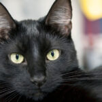 Sărbătoarea Pisicilor Negre, marți, la Muzeul „Antipa”: Târg de adopții și ateliere de povestiri captivante! 3 ziua pisicilor negre marti la muzeul antipa targ de adoptii si ateliere de povesti 68fc5be47eea3