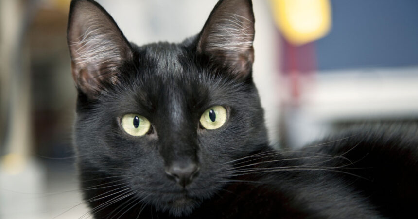 Sărbătoarea Pisicilor Negre, marți, la Muzeul „Antipa”: Târg de adopții și ateliere de povestiri captivante! 1 ziua pisicilor negre marti la muzeul antipa targ de adoptii si ateliere de povesti 68fc5be47eea3