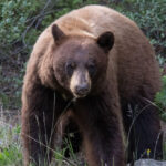 11 raniti printre care mai multi elevi dupa atacul unui urs in vestul canadei 6920d8a89581a