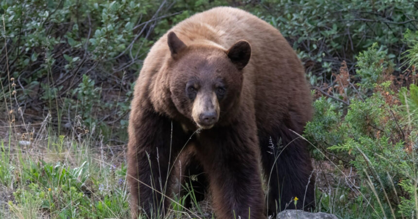 11 raniti printre care mai multi elevi dupa atacul unui urs in vestul canadei 6920d8a89581a