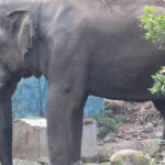 cel mai singuratic elefant din lume a murit ce l a ucis pe shankar pachidermul care a trait singur din 2001 6909db9173b34