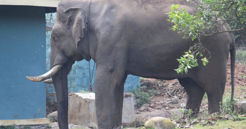 cel mai singuratic elefant din lume a murit ce l a ucis pe shankar pachidermul care a trait singur din 2001 6909db9173b34