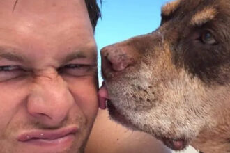 celebrul sportiv tom brady si a clonat cainele si traieste de 2 ani cu o clona a oferit familiei mele o a doua sansa 690bc3128bb78