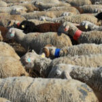 cioban arestat dupa ce turma sa a distrus o cultura pagube de zeci de mii de lei 690f564c7398f