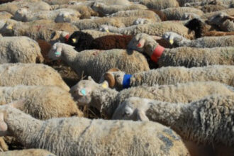 cioban arestat dupa ce turma sa a distrus o cultura pagube de zeci de mii de lei 690f564c7398f