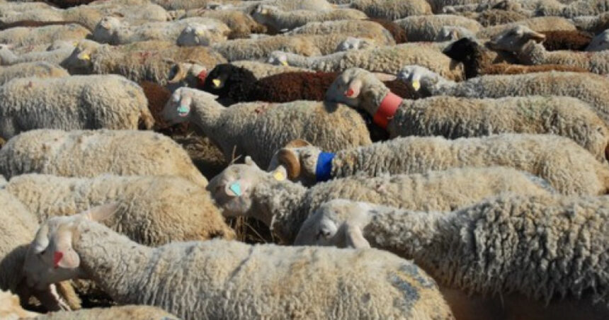 cioban arestat dupa ce turma sa a distrus o cultura pagube de zeci de mii de lei 690f564c7398f