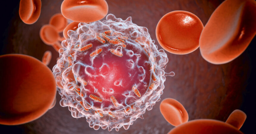 descoperire majora cercetatorii au reusit sa elimine complet leucemia in modele preclinice 690622d45c4c7