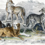 diversitatea cainilor mult mai veche decat se credea un studiu arata variatii in forme si dimensiuni inca de acum 11 000 de ani 6919ecdd66956