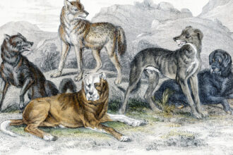 diversitatea cainilor mult mai veche decat se credea un studiu arata variatii in forme si dimensiuni inca de acum 11 000 de ani 6919ecdd66956