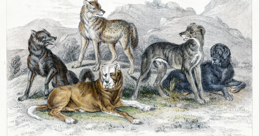 diversitatea cainilor mult mai veche decat se credea un studiu arata variatii in forme si dimensiuni inca de acum 11 000 de ani 6919ecdd66956