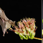 fara lilieci tequila ar disparea cum salveaza animalele bautura nationala a mexicului 6907cc28437fa