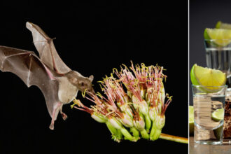 fara lilieci tequila ar disparea cum salveaza animalele bautura nationala a mexicului 6907cc28437fa