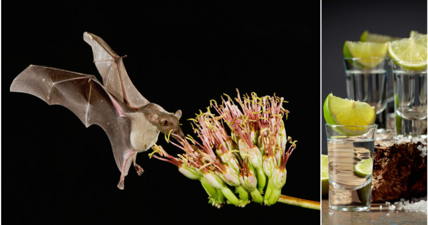 fara lilieci tequila ar disparea cum salveaza animalele bautura nationala a mexicului 6907cc28437fa