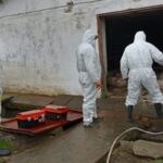 focar de pesta porcina africana confirmat in navodari autoritatile impun restrictii in mai multe localitati din judetul constanta 6911e98364491